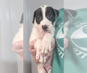 Mutt Dogs for adoption in Clarkston, MI, USA