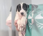 Arthur - Female Mutt Dog for Adoption - Small photo