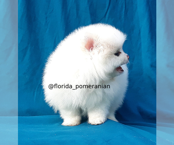 Medium Photo #9 Pomeranian Puppy For Sale in PALM BCH GDNS, FL, USA