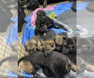 German Shepherd Dog Puppy for sale in CHINO, CA, USA