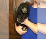 Small #1 Poodle (Standard)