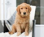 Small Photo #3 Golden Retriever Puppy For Sale in EAST EARL, PA, USA