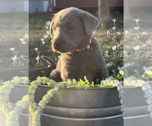 Medium Labrador Retriever