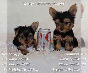 Yorkshire Terrier Puppy for sale in TEMPE, AZ, USA
