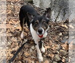 Small #13 Border Collie Mix