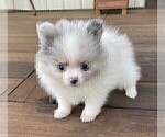 Small #3 Pomeranian