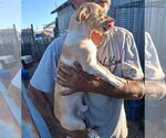 Small #2 Chihuahua Mix