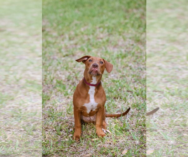 Medium Photo #2 Mutt Puppy For Sale in  Gainesville, FL, USA