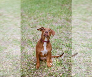 Hank - Male Mutt Dog for Adoption - Photo #2