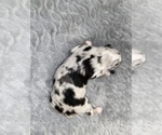 Small Photo #7 Miniature Australian Shepherd Puppy For Sale in ARDMORE, OK, USA