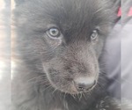 Small Photo #26 Wolf Hybrid Puppy For Sale in DALTON, OH, USA