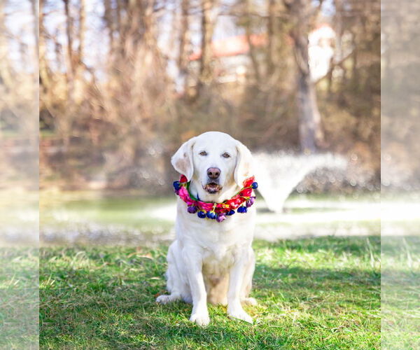 Medium Photo #4 Mutt Puppy For Sale in Unionville, PA, USA