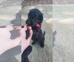 Small Goldendoodle