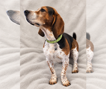 Toby - Male Bagle Hound Dog for Adoption - Small photo