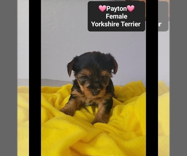 Medium Photo #2 Yorkshire Terrier Puppy For Sale in TUCSON, AZ, USA