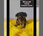 Small #1 Yorkshire Terrier