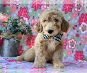 Goldendoodle (Miniature) Puppy for sale in LANCASTER, PA, USA