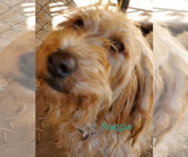 Medium Photo #1 Labradoodle Puppy For Sale in RAYMOND, CA, USA