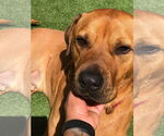 Small #27 Chinese Shar-Pei-Labrador Retriever Mix