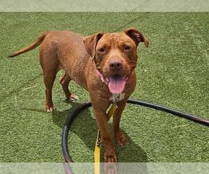 American Pit Bull Terrier-Unknown Mix Dogs for adoption in Las Vegas, NV, USA