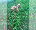 Small #1 Poodle (Miniature) Mix
