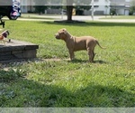 Small Photo #7 American Bully Puppy For Sale in RAEFORD, NC, USA