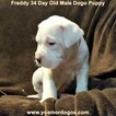 Small Photo #257 Dogo Argentino Puppy For Sale in PINEVILLE, MO, USA