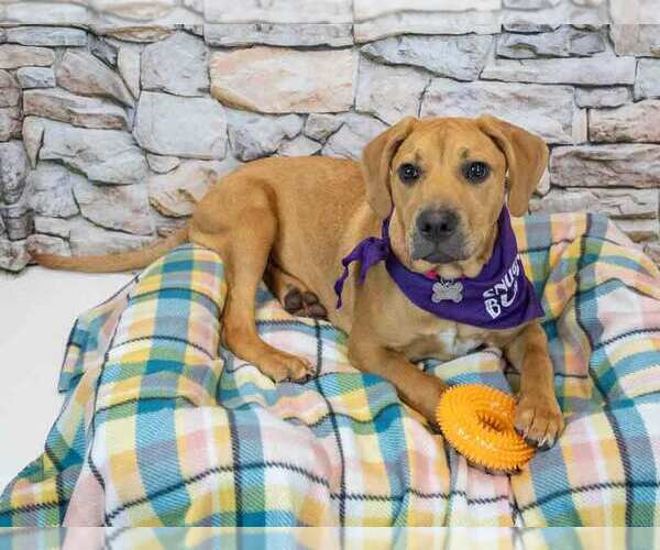 Medium Photo #3 Mutt Puppy For Sale in Kennesaw, GA, USA