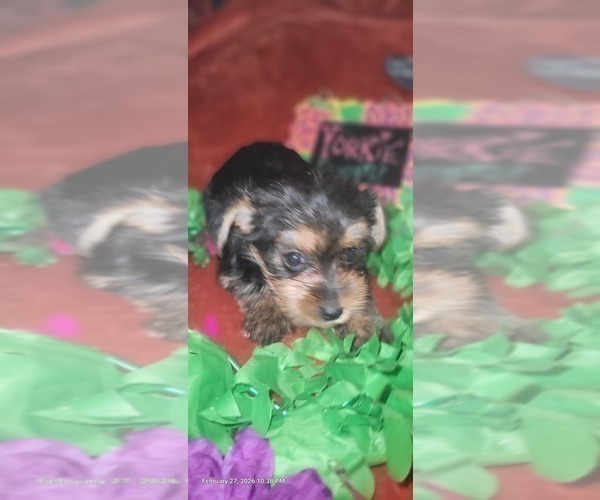 Medium Photo #62 Yorkshire Terrier Puppy For Sale in AKRON, OH, USA