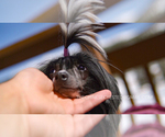 Small Photo #12 Chinese Crested Puppy For Sale in AURORA, CO, USA