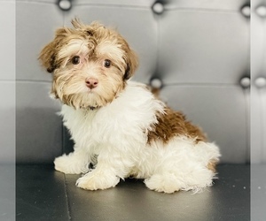 Havanese Puppy for sale in CINCINNATI, OH, USA