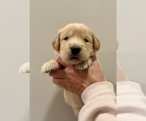 Golden Retriever Puppy for sale in CLARKSVILLE, TN, USA