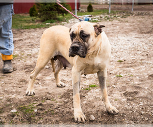Mother of the Mastiff puppies born on 04/11/2025