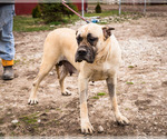 Small Photo #1 Mastiff Puppy For Sale in WAKARUSA, IN, USA