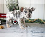 Small Photo #9 Faux Frenchbo Bulldog Puppy For Sale in ADAMSVILLE, OH, USA