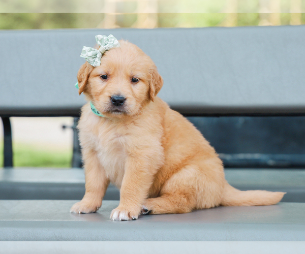 Medium Photo #1 Golden Retriever Puppy For Sale in LIBERTY, KY, USA