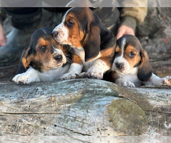 Medium Photo #1 Basset Hound Puppy For Sale in LANSING, MI, USA