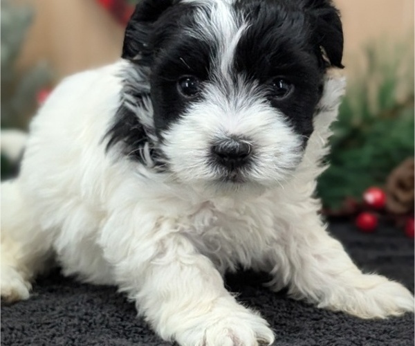 Medium Photo #6 Havanese Puppy For Sale in GOSHEN, IN, USA