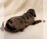 Small #7 F2 Aussiedoodle