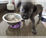 Small #6 Labrador Retriever Mix