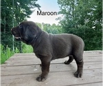 Small #2 Labrador Retriever