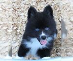 Small Photo #4 Alaskan Klee Kai Puppy For Sale in SEBRING, FL, USA