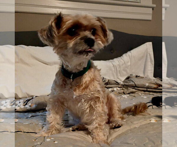 Medium Photo #2 Mutt Puppy For Sale in Spring Lake, NC, USA