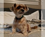 Small #1 Mutt