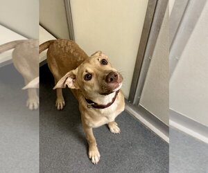 Labrador Retriever-Unknown Mix Dogs for adoption in Glen Allen, VA, USA