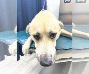 Labrador Retriever-Unknown Mix Dogs for adoption in Mobile, AL, USA