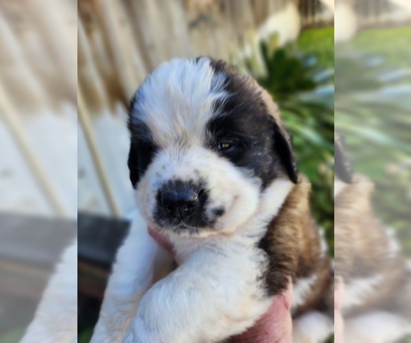 Medium Photo #1 Saint Bernard Puppy For Sale in TURLOCK, CA, USA