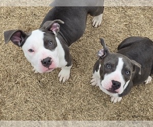 American Bully Litter for sale in TULSA, OK, USA
