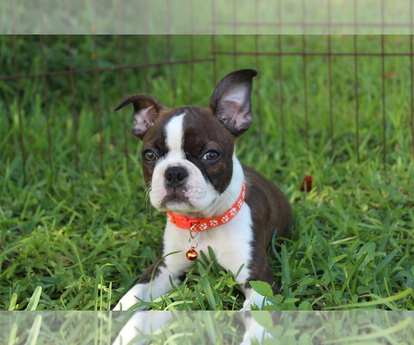 Medium Photo #3 Boston Terrier Puppy For Sale in BROOKSVILLE, FL, USA