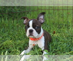 Small #2 Boston Terrier